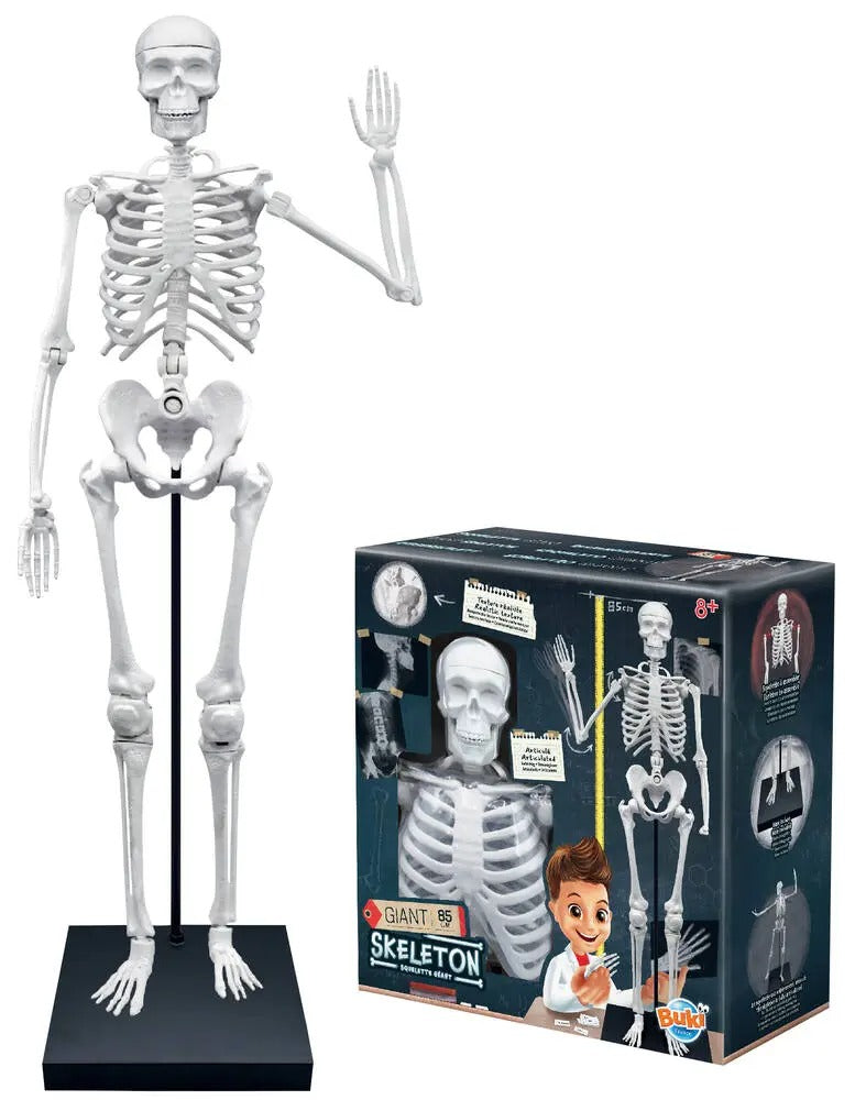SQUELETTE 85 CM