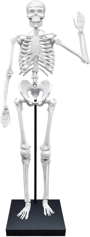 SQUELETTE 85 CM