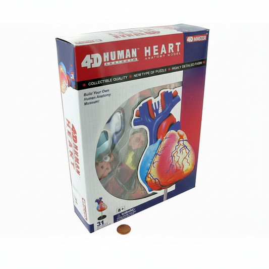 Modèle Anatomique 4D – Cœur Humain (31 pièces)